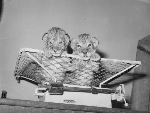 Babyleeuwtjes in Artis