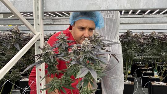 Vrije Wiet Holland drugsland