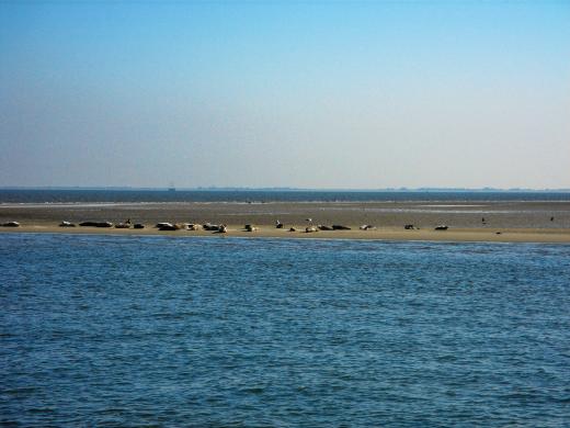 Waddenzee